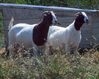 Drew's Goat & Autumn Haze