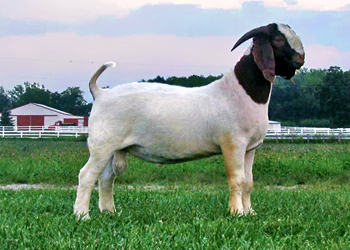 Poker face goat