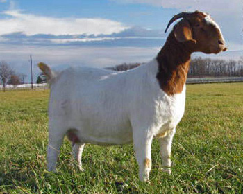 Smokin Hottie Reserve Jr. Champ 2011 Darke County